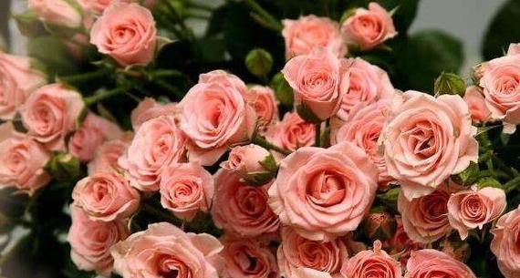 玫瑰花的寓意是什么意思？不同颜色玫瑰花代表什么含义？
