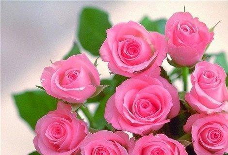 玫瑰花多少朵代表什么意思？每朵玫瑰花的含义是什么？