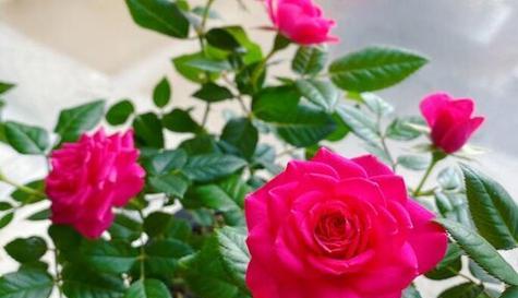 玫瑰花朵数代表什么含义？不同数量的玫瑰花语有何不同？