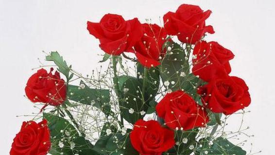 玫瑰花的含义是什么？不同朵数的玫瑰花代表什么意义？