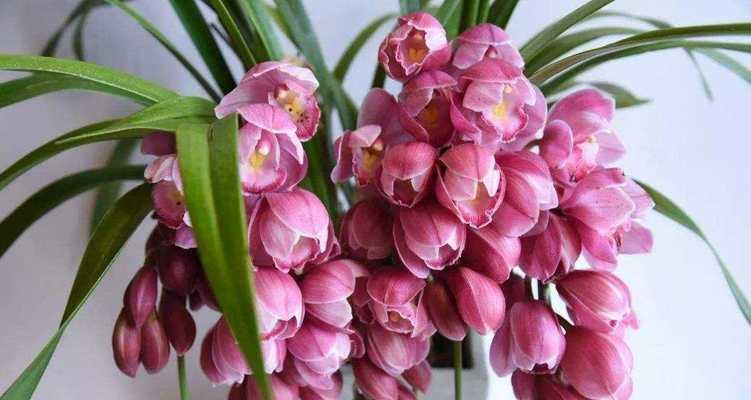 大花蕙兰花期持续多久？如何延长花期？