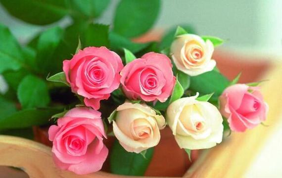 玫瑰花花语代表什么？不同颜色玫瑰的含义是什么？