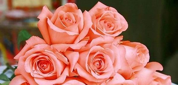 玫瑰花花语多少朵代表什么？花语含义完整列表解析？