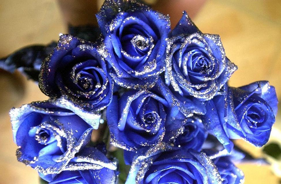 玫瑰花花语是什么？不同颜色玫瑰代表什么含义？