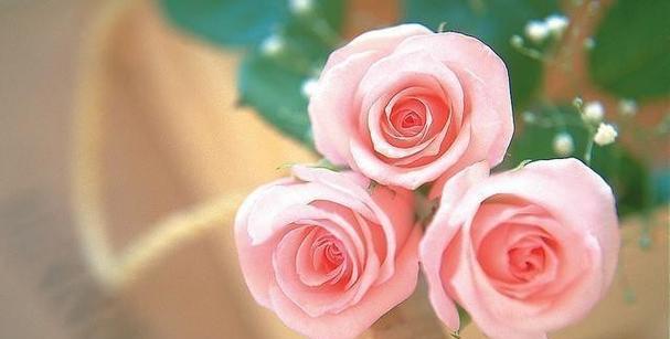 玫瑰花花语是什么？不同颜色玫瑰代表什么含义？