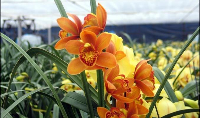 大花蕙兰能年年复花吗？如何养护才能实现？
