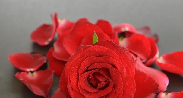 玫瑰花花语是什么意思？不同颜色玫瑰代表的含义有哪些？