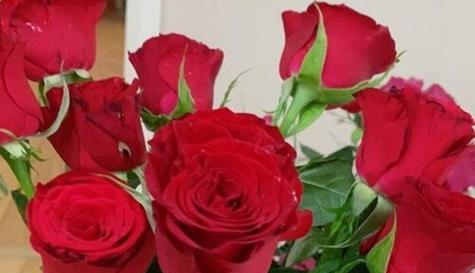 玫瑰花花语象征与寓意是什么？如何正确解读玫瑰花的含义？