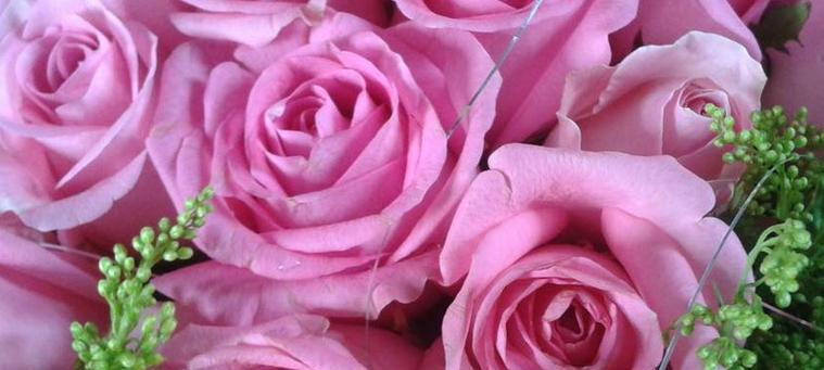 玫瑰花花语象征与寓意是什么？如何正确解读玫瑰花的含义？