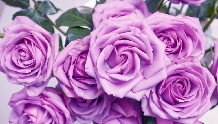 玫瑰花花语颜色代表什么？不同颜色的玫瑰花有何含义？