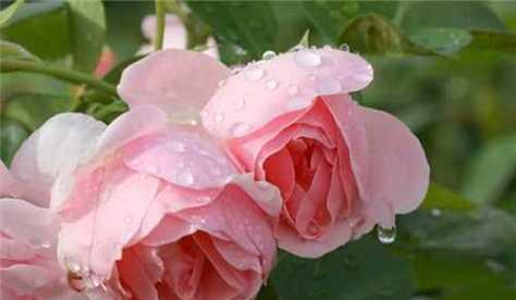 玫瑰花花语颜色代表什么？不同颜色的玫瑰花有何含义？