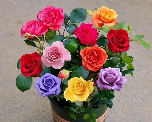 玫瑰花三朵代表什么意思？花语背后的含义是什么？