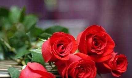 玫瑰花十一朵代表什么意思？花语背后的深层含义是什么？