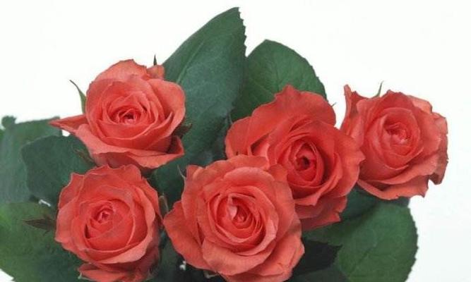 玫瑰花数量代表什么意思？不同数量的玫瑰花有何特殊含义？