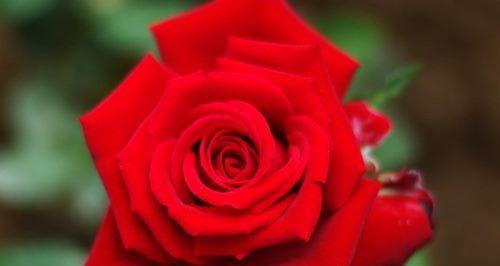 玫瑰花数量代表什么含义？不同数量玫瑰花的花语有哪些？