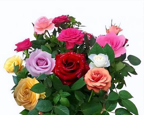 玫瑰花数量代表什么含义？不同数量玫瑰花的花语有哪些？