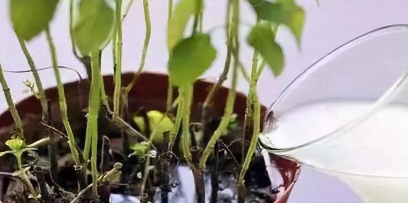 大花盆浇水要浇透吗？如何正确给大花盆植物浇水？