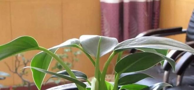 大花盆浇水要浇透吗？如何正确给大花盆植物浇水？