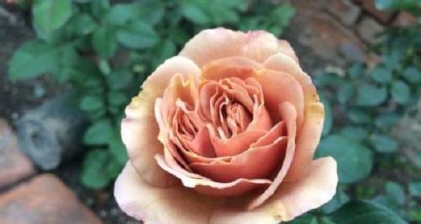 玫瑰花数量代表什么含义？不同数量玫瑰花的花语是什么？