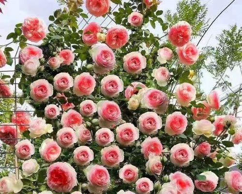 大花月季什么时候开花？花期持续多久？