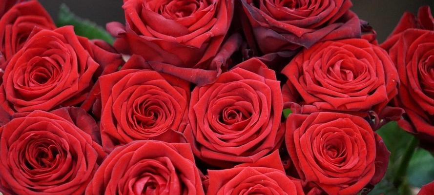 玫瑰花送几朵代表什么？每朵玫瑰花的含义是什么？
