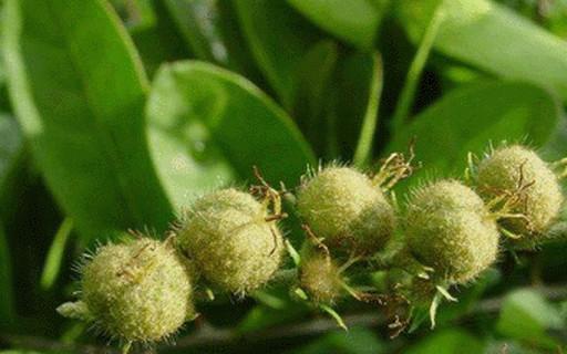 大戟科植物有哪些特征？大戟科代表植物是什么？