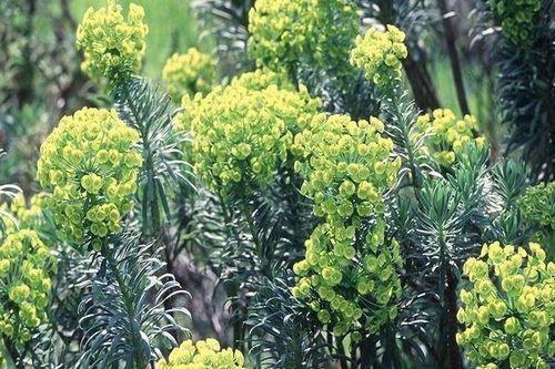 大戟科植物有哪些特征？大戟科代表植物是什么？