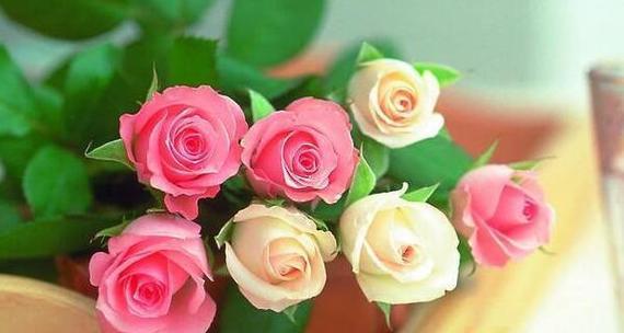 玫瑰花象征着什么？不同颜色玫瑰花的含义是什么？