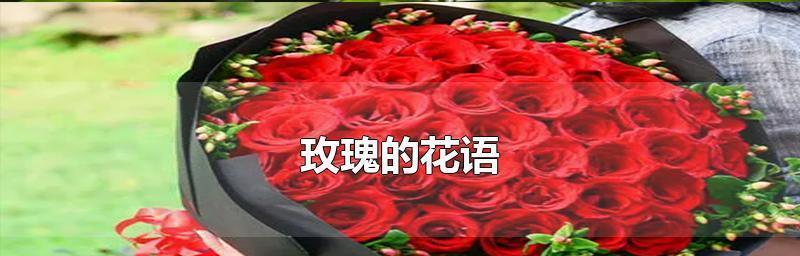 玫瑰花象征着什么品格？花语又是什么？