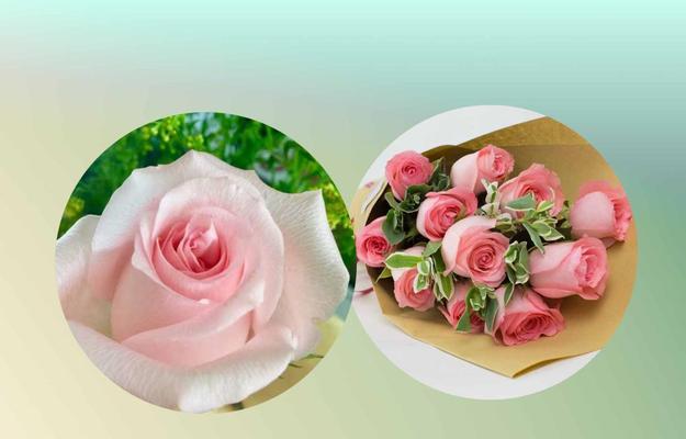 玫瑰花象征着什么品格？花语又是什么？