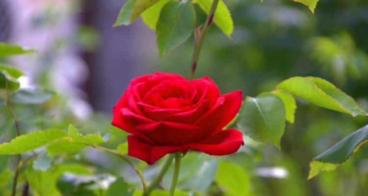 玫瑰花象征着什么寓意？不同颜色和数量的玫瑰代表什么？