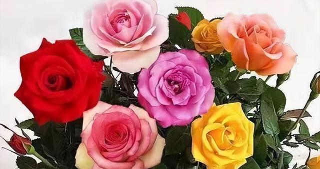 玫瑰花颜色代表什么意思？各种颜色玫瑰花的含义是什么？