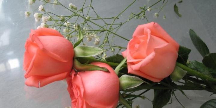 玫瑰花颜色代表什么意思？各种颜色玫瑰花的含义是什么？
