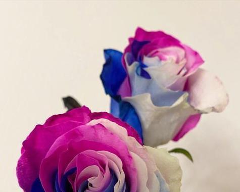 玫瑰花语各种颜色代表什么意思？如何根据颜色选择合适的玫瑰？
