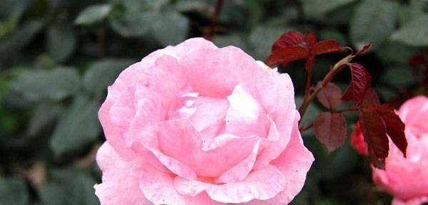 玫瑰花语每种颜色代表什么？如何根据颜色选择合适的玫瑰？