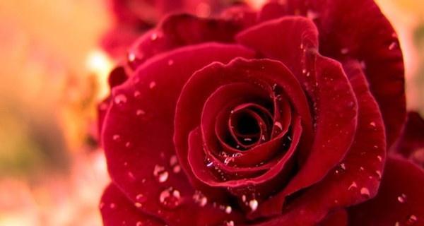 玫瑰花语是什么意思？不同数量的玫瑰代表什么含义？