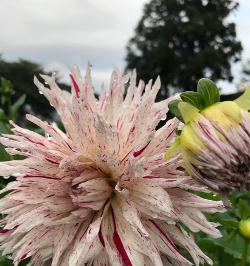 大丽花冬天会开花吗？如何确保冬季开花？