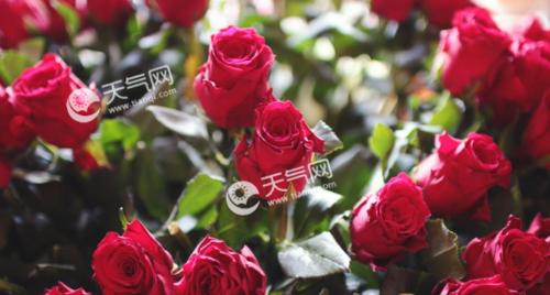玫瑰花语是什么意思？不同颜色的玫瑰寓意有何不同？