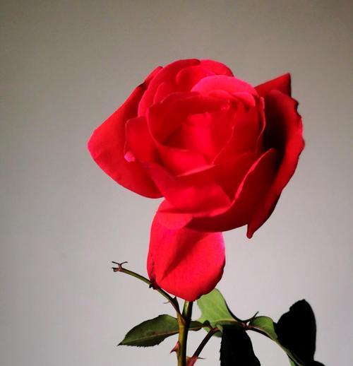玫瑰花的寓意代表什么意思？不同颜色玫瑰花语有何不同？
