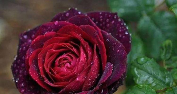 玫瑰花寓意几朵的意思？不同数量玫瑰花代表什么含义？