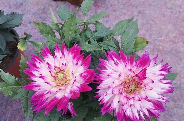 大丽花只长叶子不开花？如何解决？