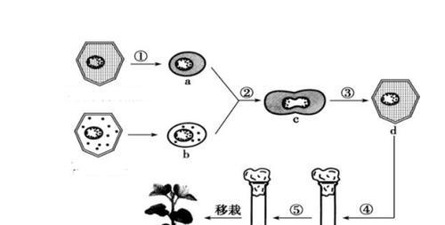 大丽花只长叶子不开花？如何解决？