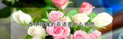 玫瑰花的花语是什么？不同颜色玫瑰代表什么含义？