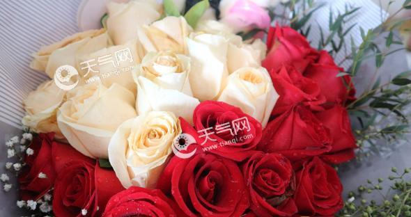 玫瑰花的花语是什么？不同颜色玫瑰代表什么含义？