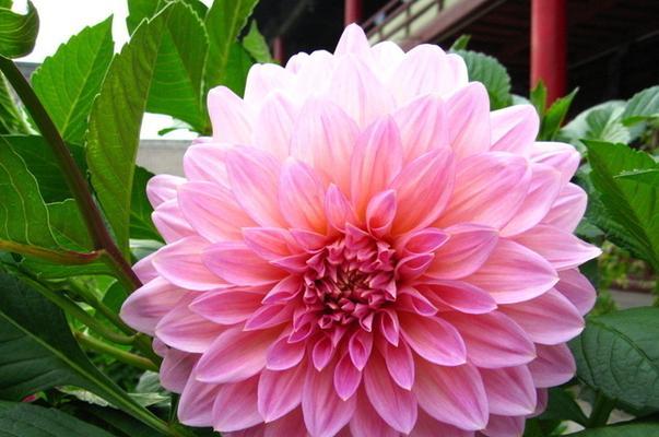 大丽花的花期持续多久？如何延长花期？