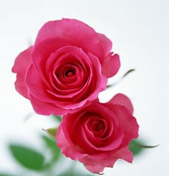 玫瑰花种类有哪些？各自的花语是什么意思？