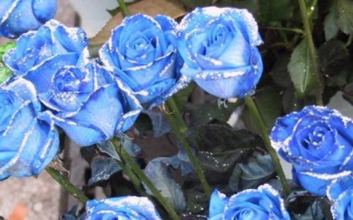 玫瑰花种类有哪些？各自的花语是什么意思？