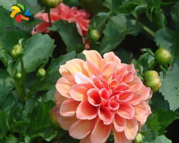 大丽花可以种在院子里吗？院子里种植大丽花的注意事项是什么？