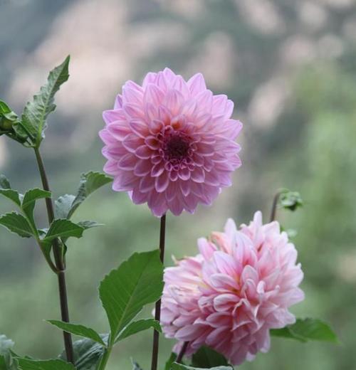 大丽花可以种在院子里吗？院子里种植大丽花的注意事项是什么？