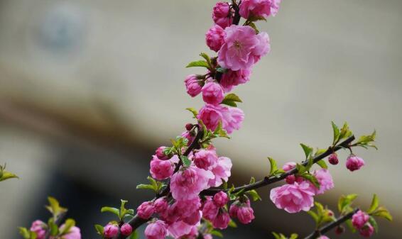 梅花的花语是什么意思？梅花象征着什么？